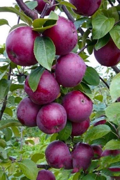 Яблуня домашня ‘Чорний Принц’|Malus domestica ‘Black Prince’|Яблуня домашня ‘Чорний Принц’